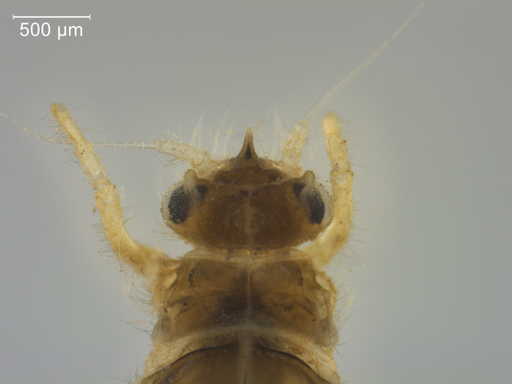 Brachycercus harrisella